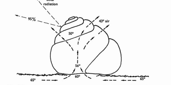 Do Disturbed Snails Have Panic Attacks?