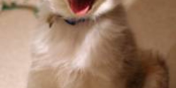 What Dogs and Chewing Gum Have In Common