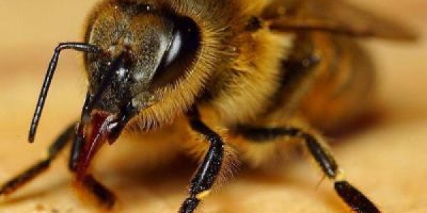 Altered Brain Metabolism Boosts Aggression