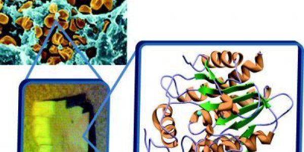 Tularemia: Rabbit Fever, The Bioweapon You Probably Never Heard Of