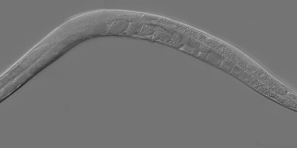 Alcohol Dependency Seen In C. Elegans