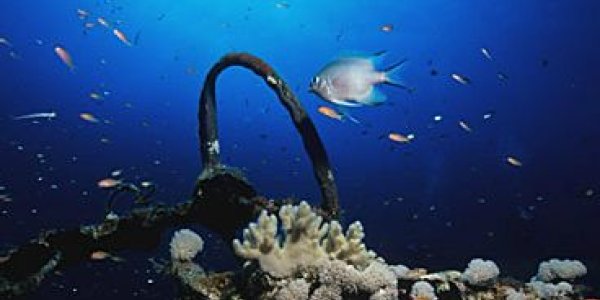 Underwater Photography In Sudan