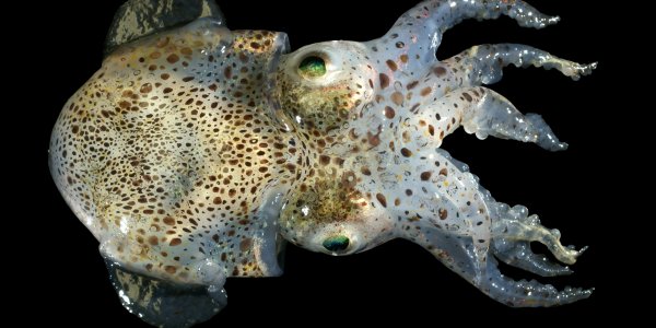 How'd You Like To Spawn One And A Half Times Your Body Weight?