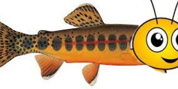 In California, Bees Are Legally Fish