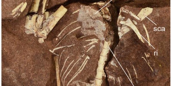 Caiuajara Dobruskii: 47 Ancient Flying Reptiles Of New Species Discovered