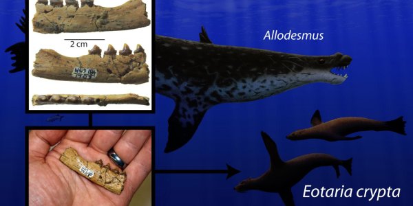 Happy Darwin Day: Eotaria Crypta Fossil Ends 5-Million-Year 'Ghost Lineage'