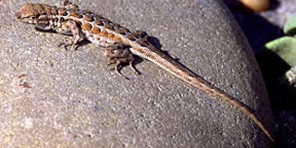 The Rock, Paper, Scissors Mating Strategy Of The Side-Blotched Lizard