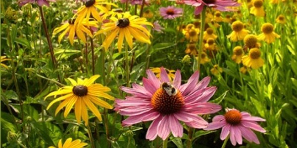 You Are Being Manipulated By Flowers