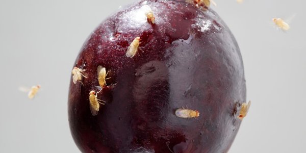 Things Smell Good For A Nutritional Reason