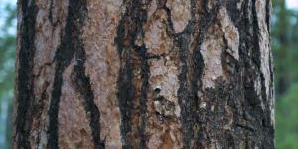 Pine Bark May Reduce Jetlag, Says Study