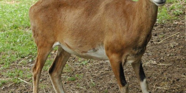 Cloning Experiment Refutes Creationist