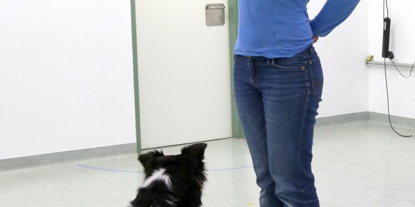 Dogs Follow Human Gazes - But Differently Than Other Animals