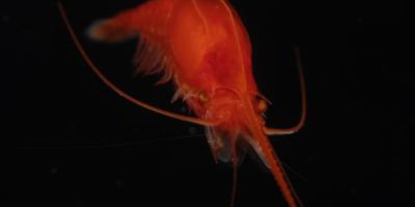 New Species Discovered In Atlantic Study