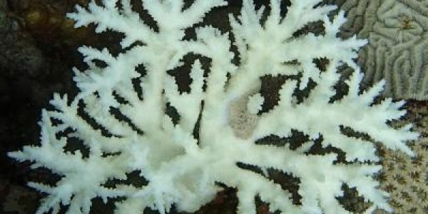 Corals Do Just Fine In The Hottest Reefs On The Planet