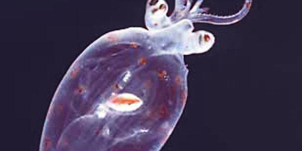 Loose Lipids Don't Sink Squids