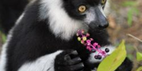 Fruit-Eaters Score Higher On Spatial Memory Tests