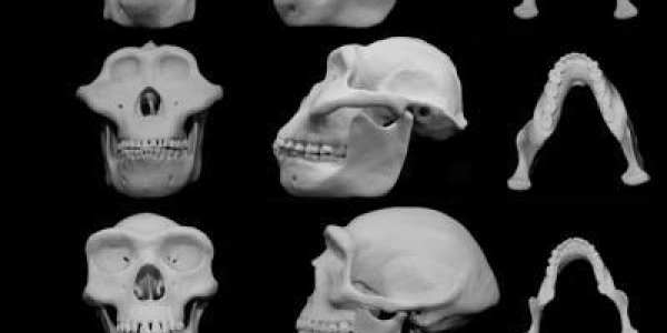 Take That, Peaceniks: Facial Shape Evolved For Violence, Not Chewing