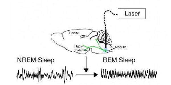 Neural Switch Turns Dreams On And Off