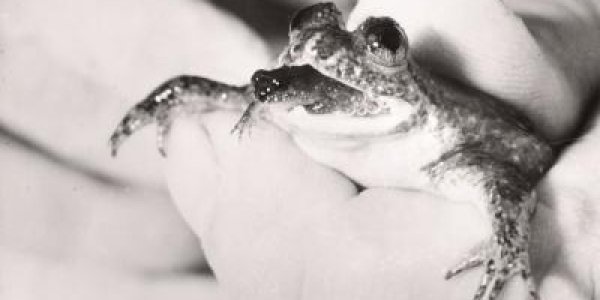 Lazarus Project Recreates Extinct Australian Frog