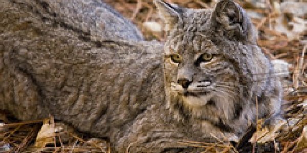 FOSSIL FINDS IN OREGON