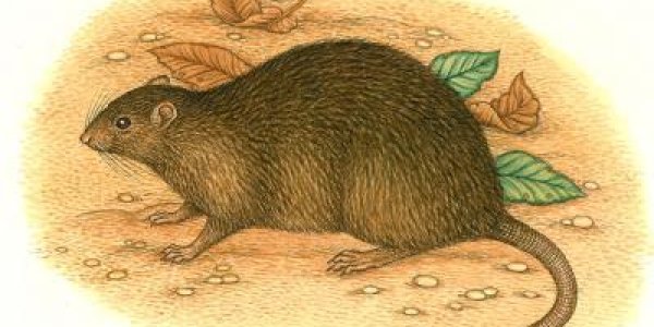 Hyperdisease Conditions And Extinction