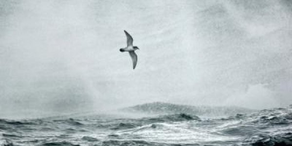 Plankton Make Scents For Seabirds And A Cooler Planet
