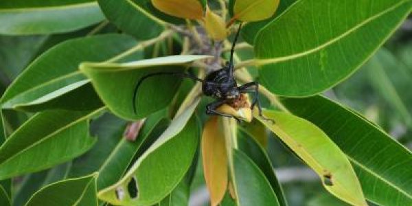 Extinction Estimates Exaggerated - But We're Not Out Of The Woods Yet