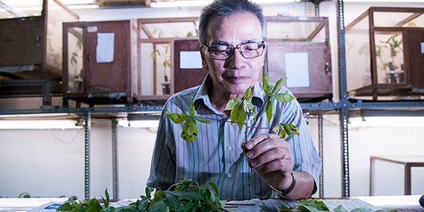 Indonesia Cassava Might Be Saved By Parasitic Wasp