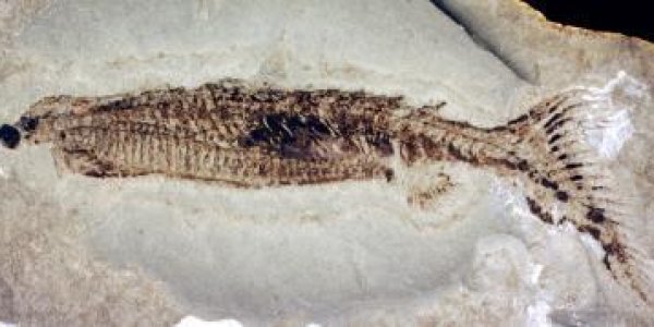 Dual Anal Fin Fossil - Evolution Was Drinking Again