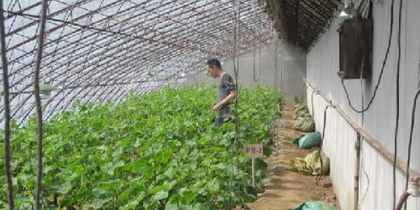 Organic Food Pitfall: Manure Elevates Nitrogen Accumulation And Loss