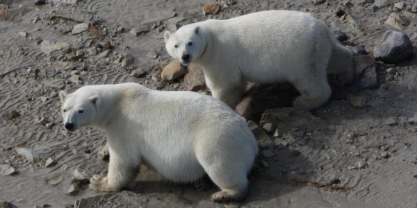 Polar Bears Will Survive Ice Melt With Or Without Seals