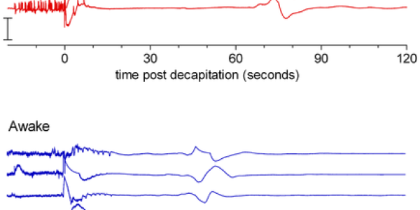 Decapitation And The Wave Of Death