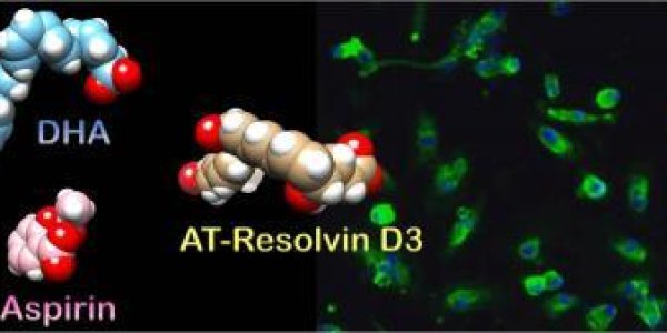 Resolvins: How Aspirin And Omega-3 Fatty Acids Work Together To Fight Inflammation