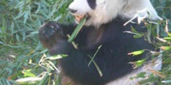 Rare Panda Butchered and Eaten