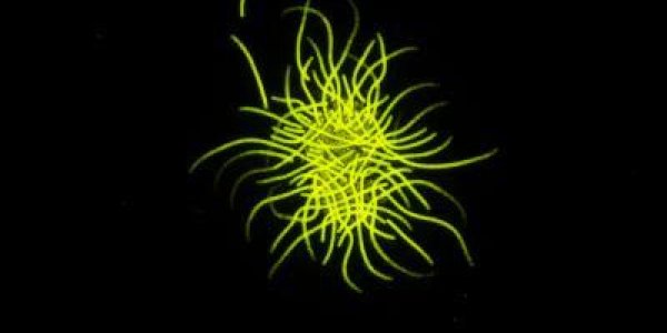 Earth's Axial Precession 'Fixes' Dinner For Marine Organisms