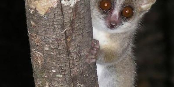 Paternal 'Voice' Recognition - How Even Tiny Animals Avoid Inbreeding