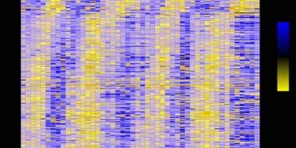 Circadian Workday?   8 Hours On The Job May Have A Biological Basis