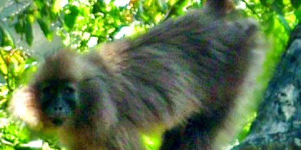 Africa's Newly Discovered 'Kipunji' Monkey Already Threatened With Extinction