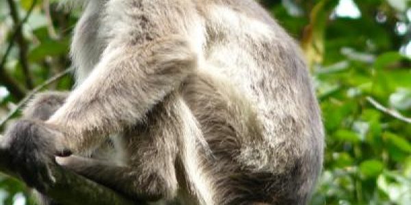 How Did These Ugandan Monkeys Acquire An Unknown Poxvirus?