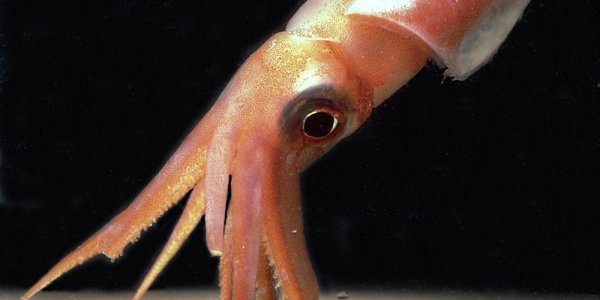 Squid Seeking Squid, Any Sex . . . Or Species?