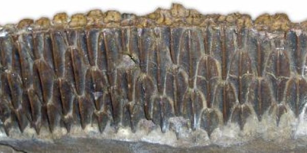 Hadrosaur Eating Mystery Solved - They Simply Ate Unlike Anything Else