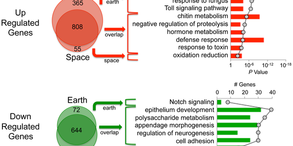 Space Travel May Be Bad For Your Immune System - But This Will Help