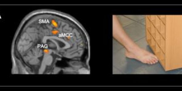 FMRIs In Kids Show Kindness Is Naturally In The Brain