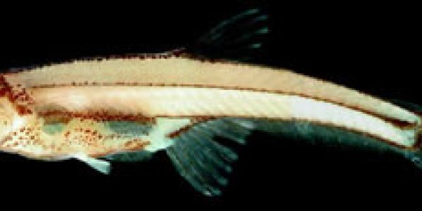 Paedocypris progenetica