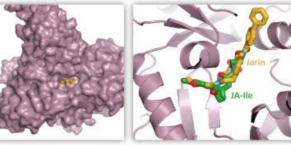 Enzyme Brake Pads Block Plant Hormone
