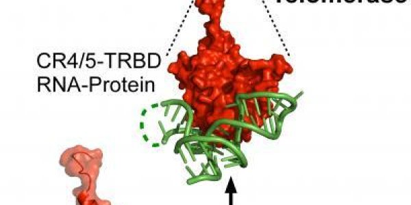 Atomic Level Look At Telomerase May Unlock Secrets In The Fountain Of Youth