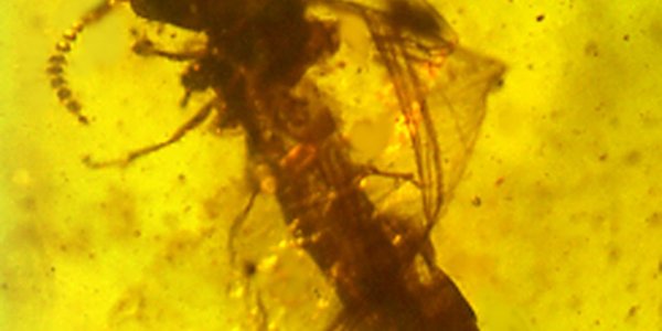 How Is A Protist Like A Flying Pig? Mutualism