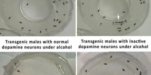 Study: The Physiological Effects Of Alcohol On Sexual Behavior