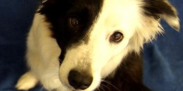 How Old Dogs Can Learn New Tricks