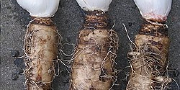 Delivering Bifidobacterium